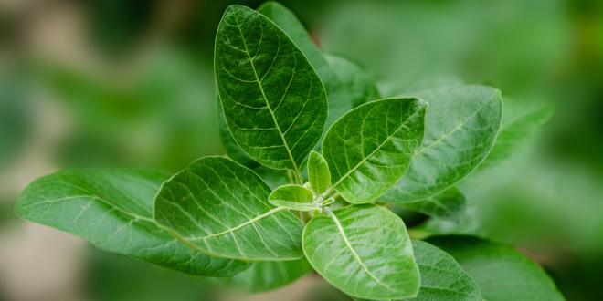 Ashwagandha, also known as winter cherry, growing in the wild