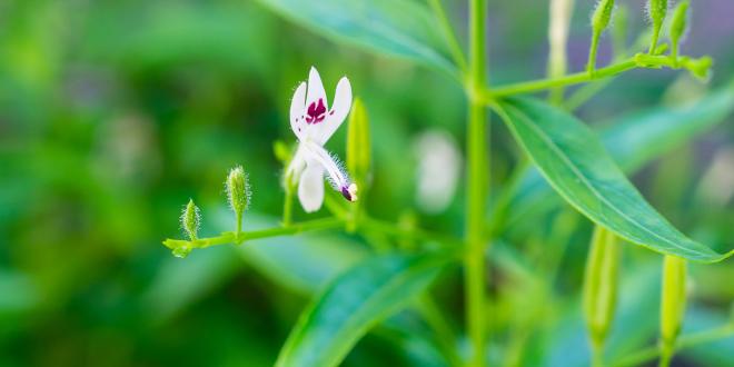 A flower on a King of Bitters plant, Andrographis paniculata